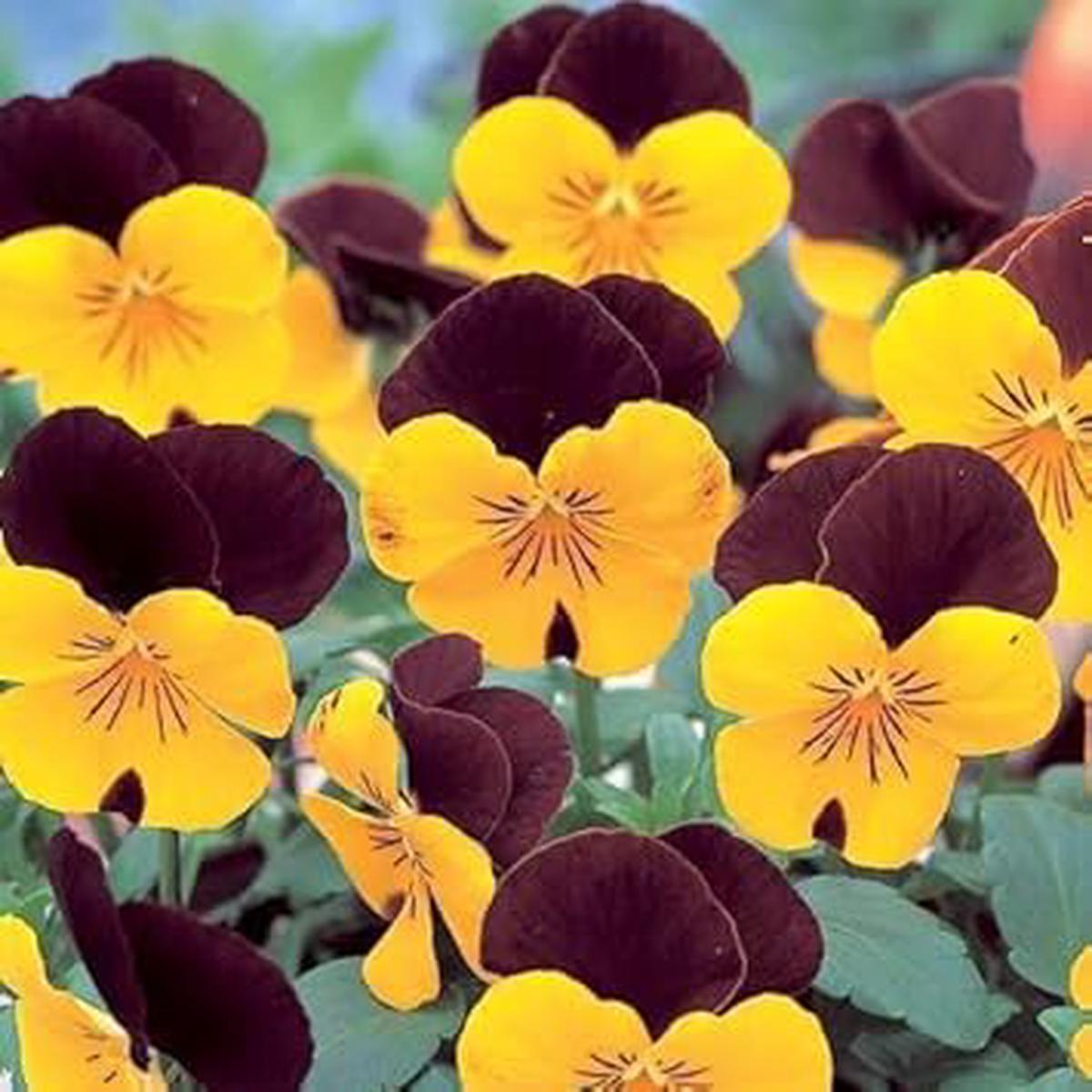 Brown Yellow Pansy Flower Seeds for Planting  Heirloom & Non-GMO Vibrant Blooms for Cool-Season Gardens