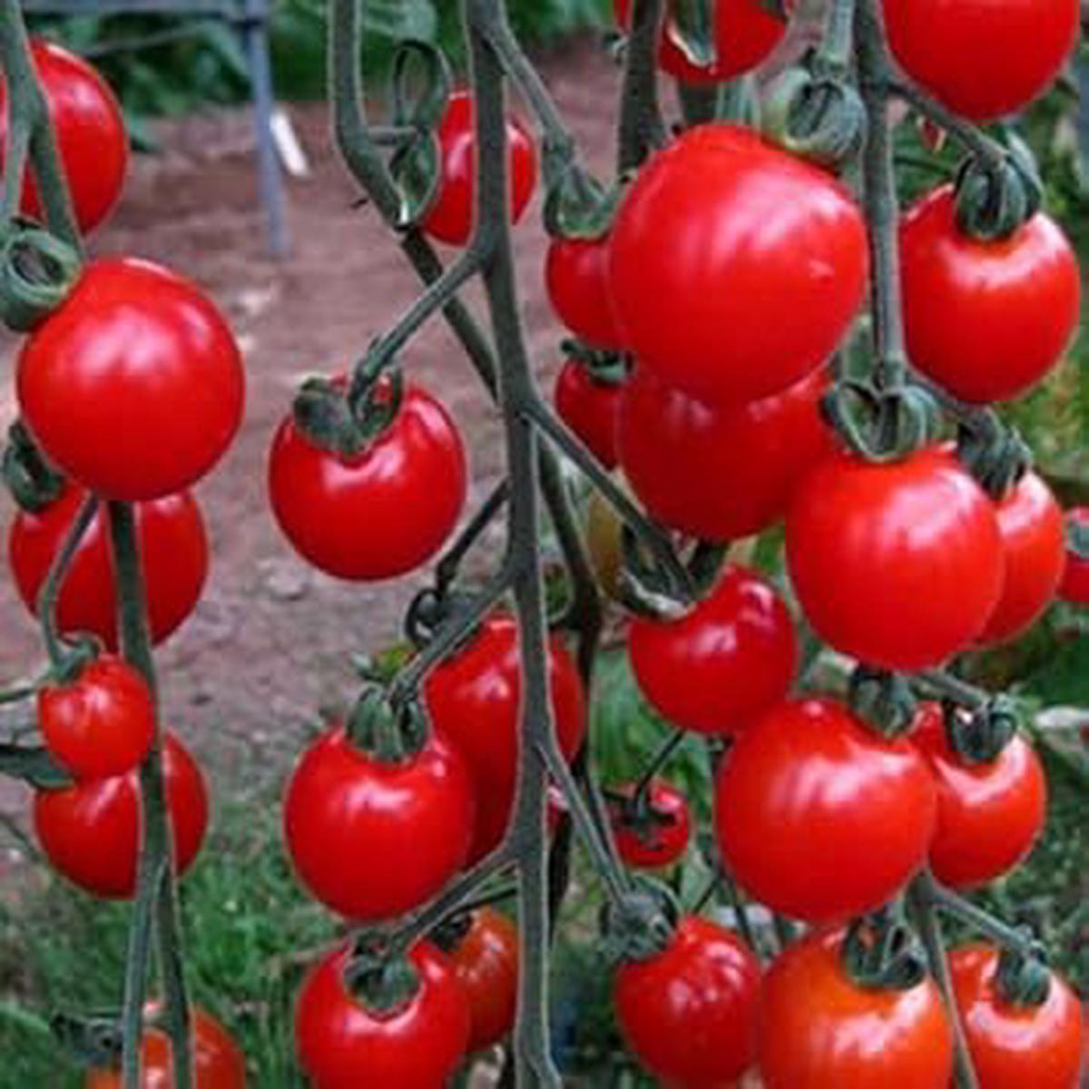 Deep Red Tomato flower seeds for planting - Heirloom & Non-GMO Garden Seeds