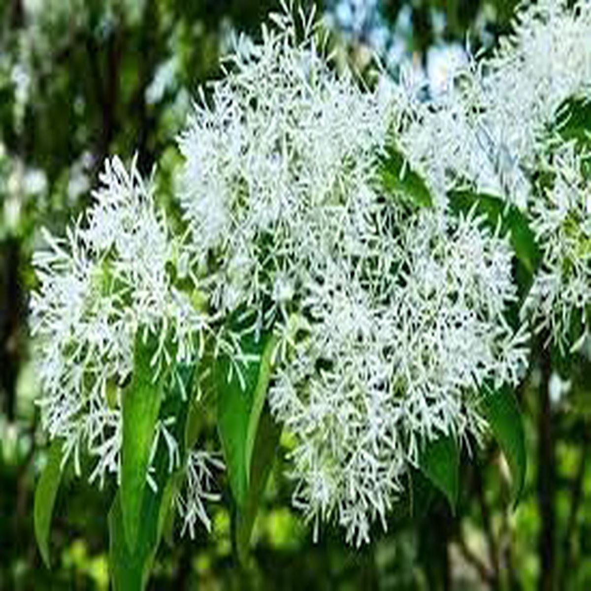 Fringe Flower Seeds for Planting Heirloom, Non-GMO, Long Bloom Season Organic Garden Seeds