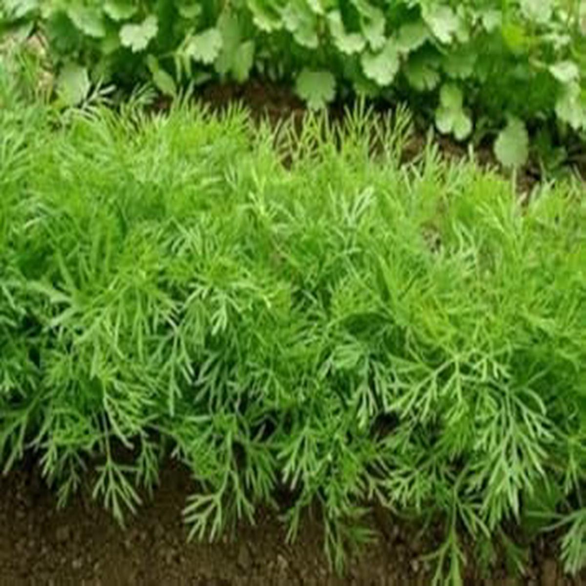Green Dill Bouquet Herb Seeds for Planting Heirloom, Non-GMO, Organic Garden Seeds with High Germination