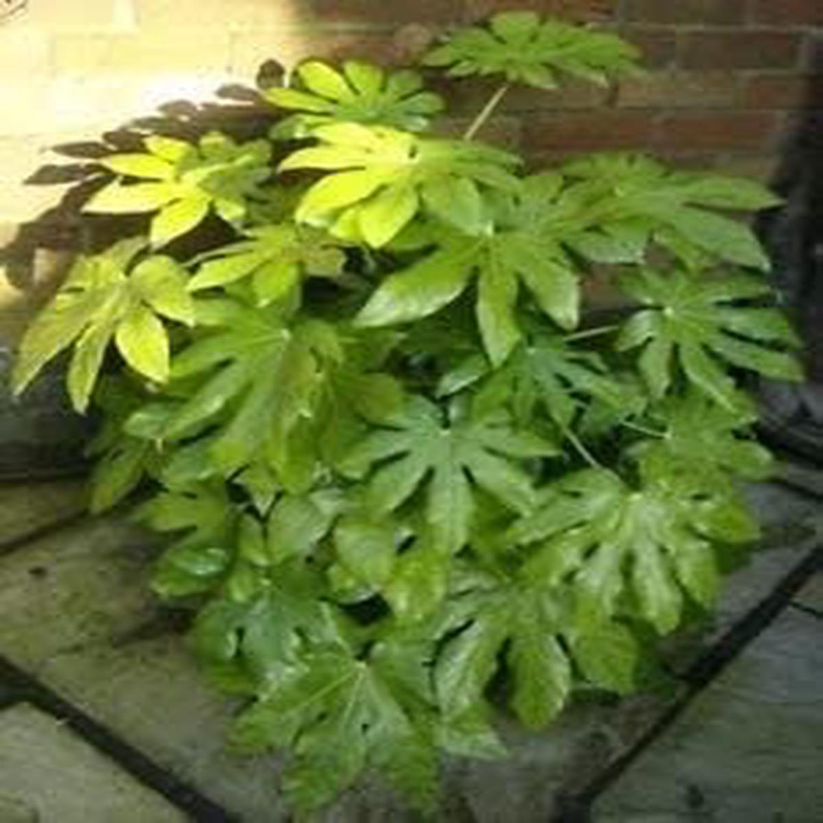 Green Fatsia Aralia Herb Seeds for Planting  Heirloom, Non-GMO Culinary Essential Seeds for Gardens