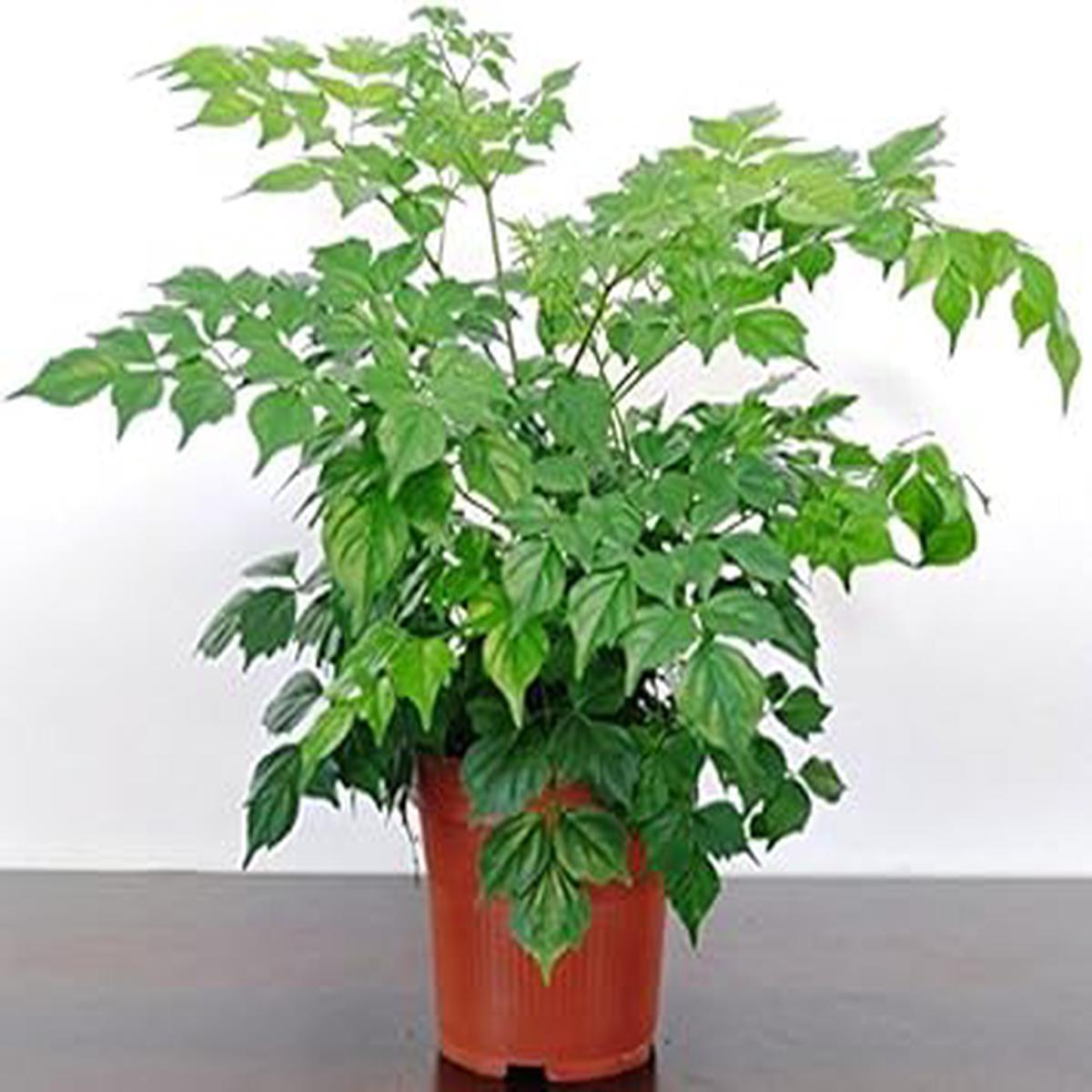 Green Radermachera Sinica Herb Seeds for Planting Heirloom, Non-GMO, Organic Garden Seeds with High Germination