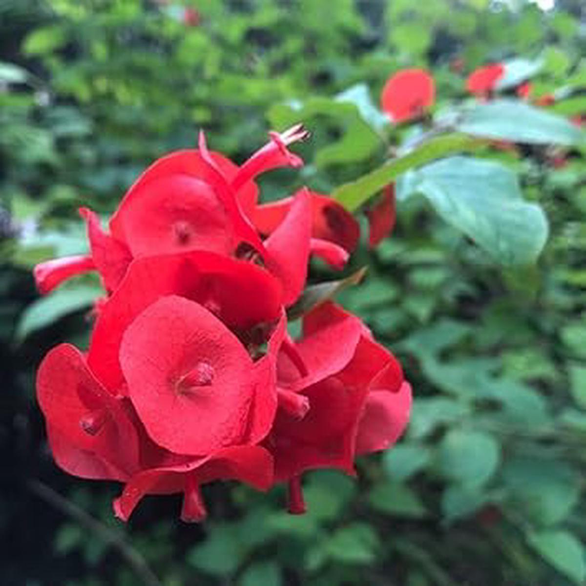 Heirloom Holmskioldia Flower Seeds Non-GMO, High Germination Organic Garden Seeds