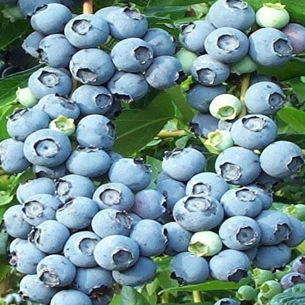 Rabbiteye Blueberries fruit seeds for planting - Heirloom & Non-GMO Garden seeds