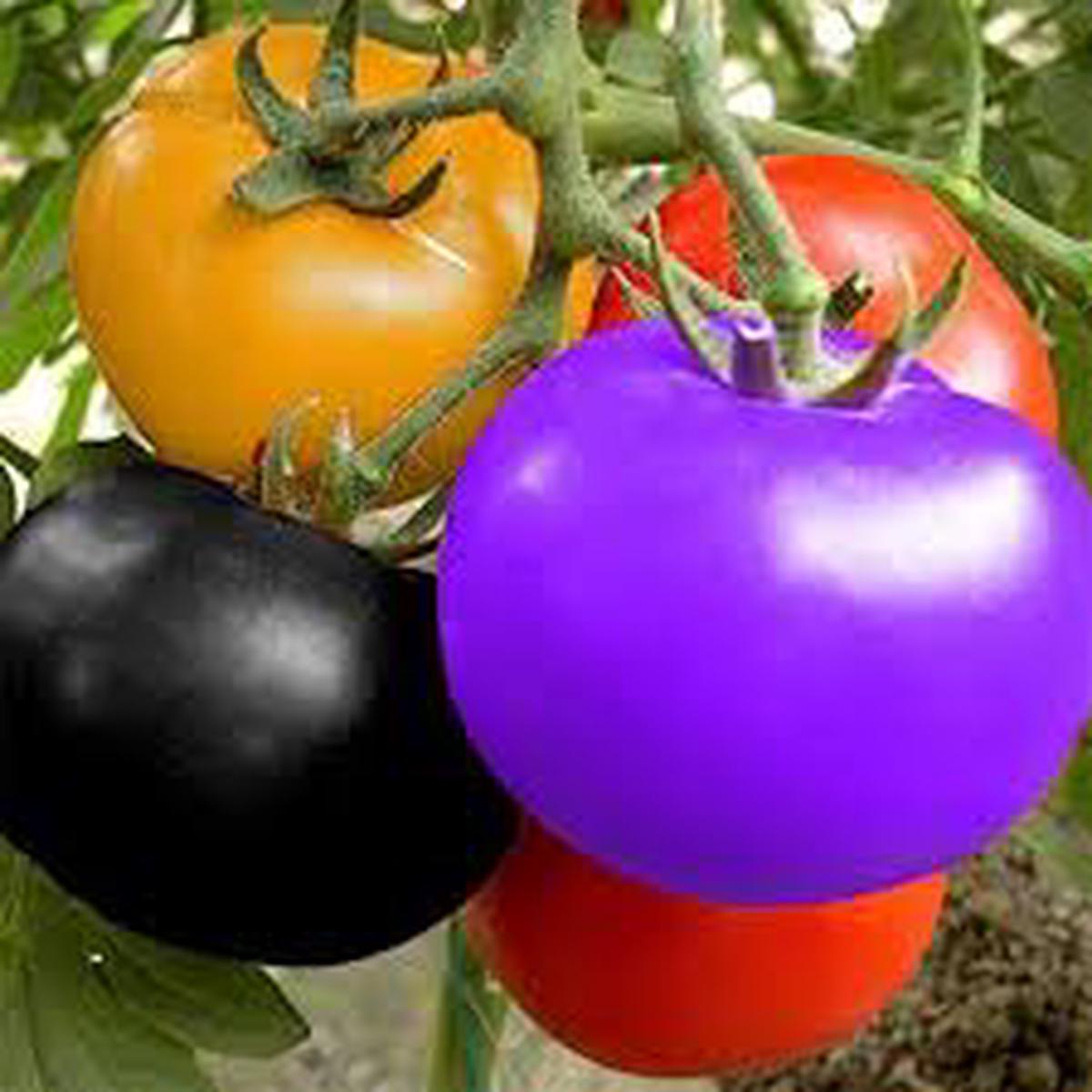 Rainbow Tomato Vegetable Seeds for Planting Heirloom Non-GMO Colorful Mix High Germination for Vibrant Harvests