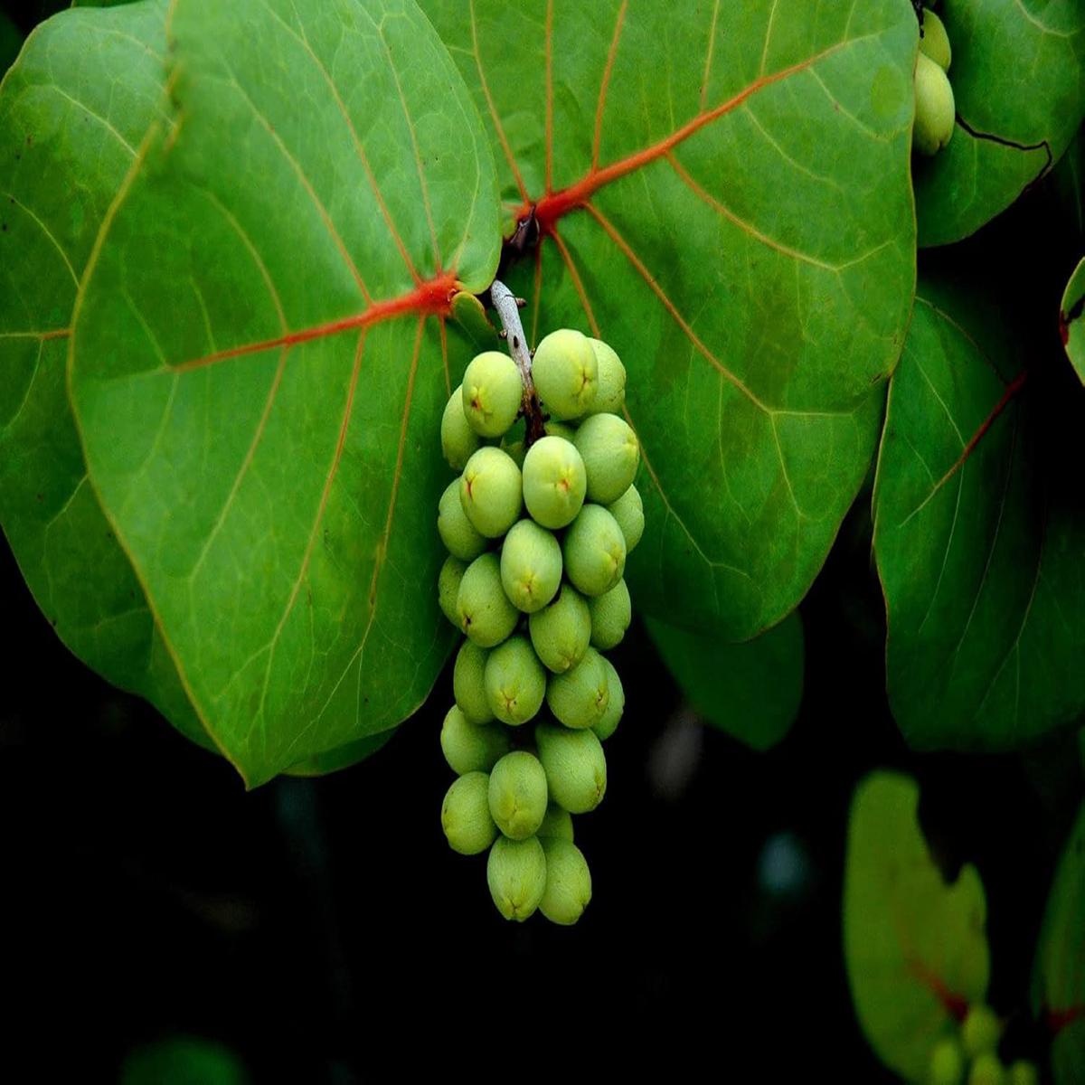 Rare Seagrape Fruit Seeds Heirloom, Non-GMO Seeds for Juicy Coastal Garden Fruit Planting