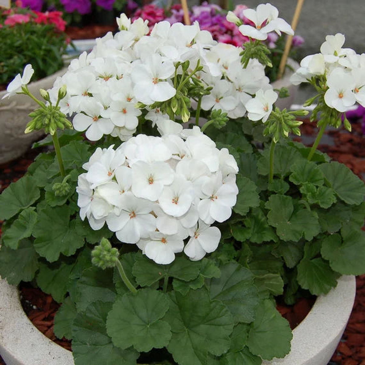White Geranium Flower Seeds for Planting Heirloom, Non-GMO Long-Bloom Organic Garden Seeds