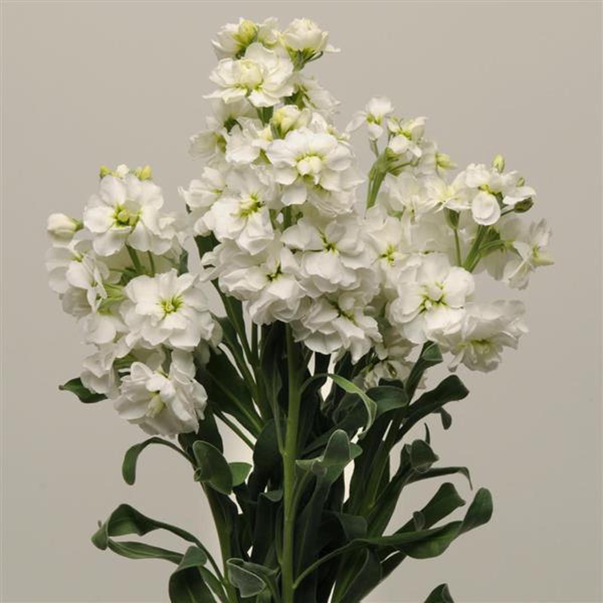White Mini Matthiola Incana Flower Seeds for Planting Heirloom, Non-GMO, High Germination Garden Seeds