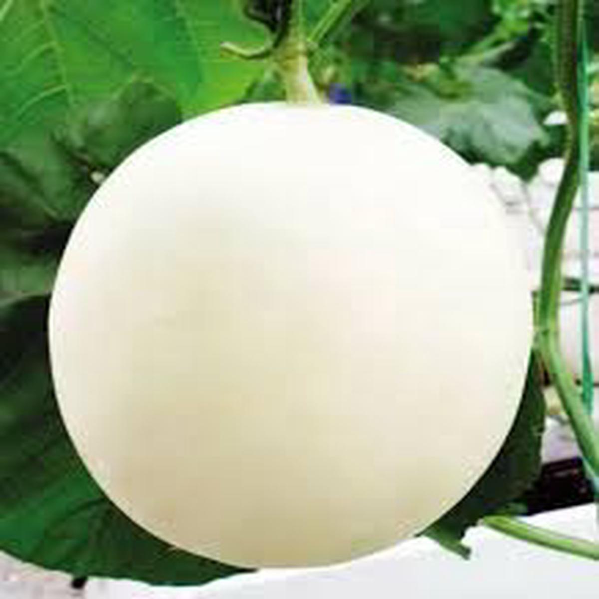 White Muskmelon fruit seeds for planting - Heirloom & Non-GMO garden seeds for sweet refreshing melons