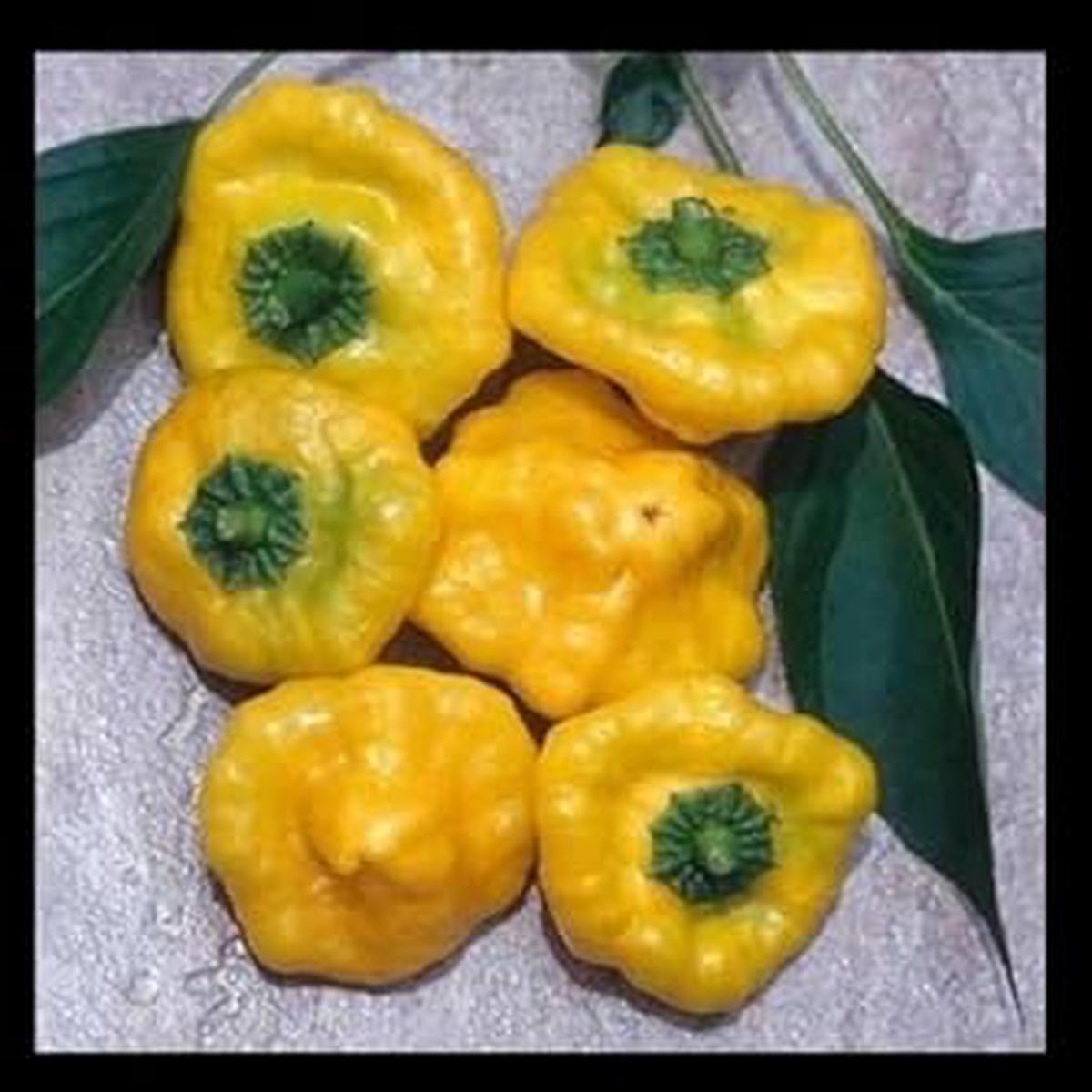 Yellow Jamaicano Vegetable Seeds for Planting  Heirloom & Non-GMO Garden Seeds for Vibrant Plots