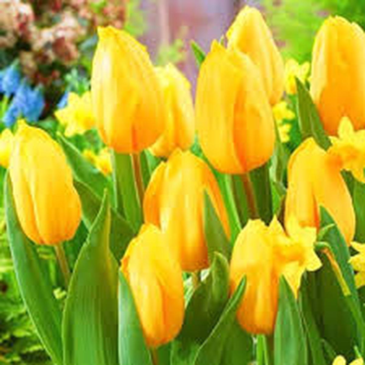 Yellow Tulip Flower Seeds for Planting Heirloom Non-GMO Organic Garden Seeds Compact Growth, High Germination