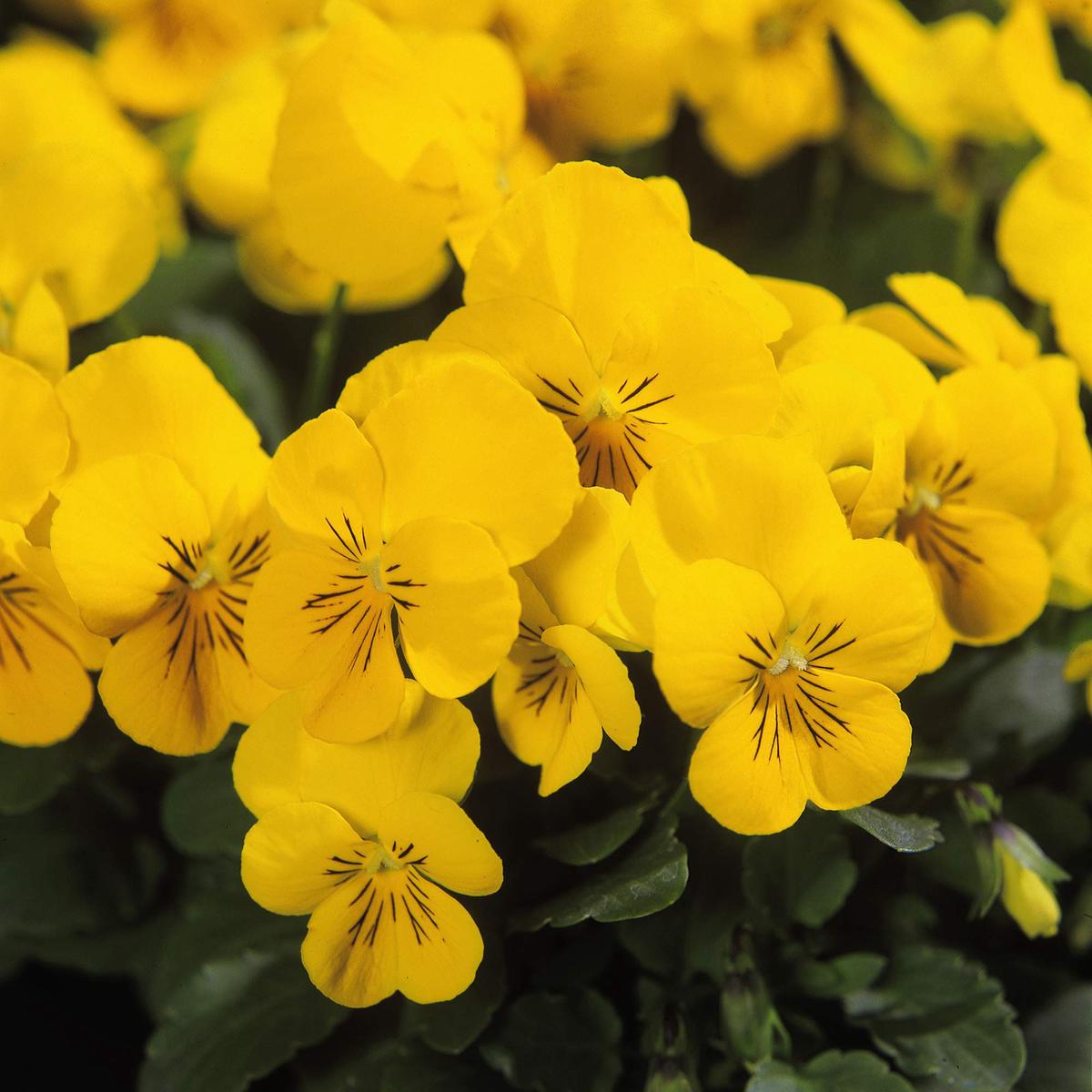 Yellow Viola Flower Seeds for Planting | Heirloom Non-GMO High Germination