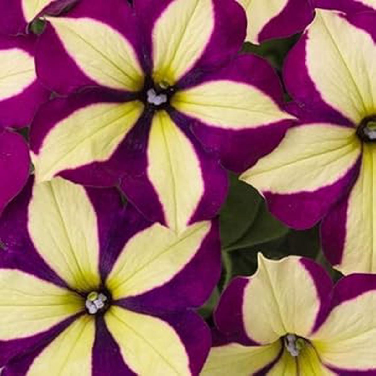 Yellow Violet Petunia Flower Seeds for Planting Seasonal Bloomer, Heirloom, Non-GMO, High Germination