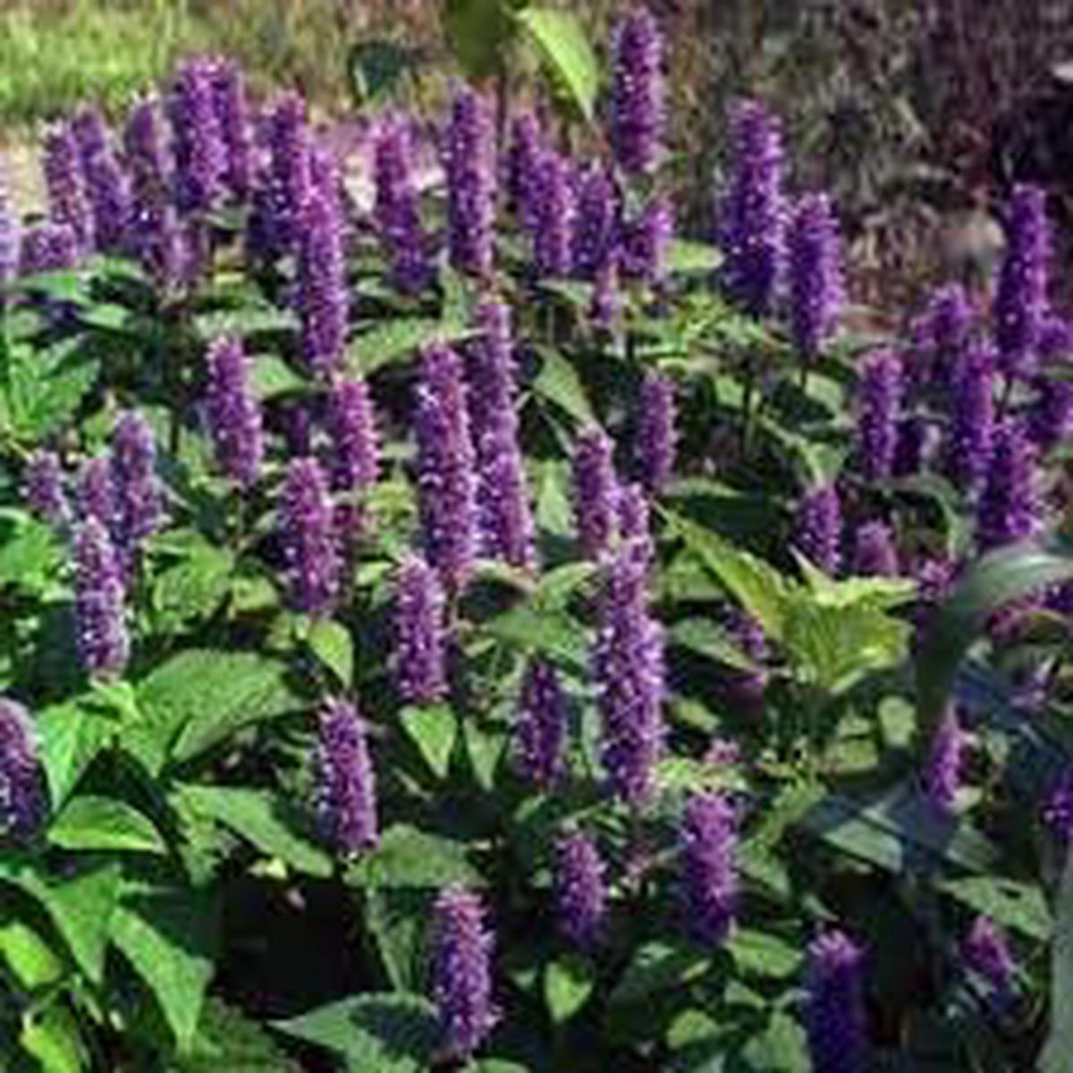 Agastache Mexicana Flower Seeds for Planting  Heirloom, Non-GMO, Hardy Variety Organic Garden Seeds