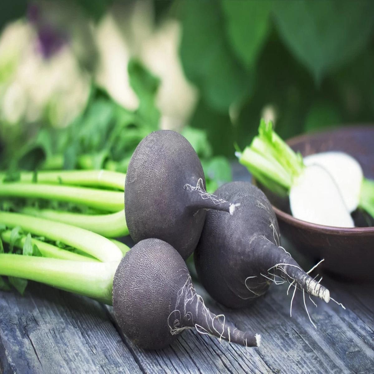 Black Spanish Radish Seeds for Planting Heirloom, Non-GMO, Hardy Root Vegetable High Germination