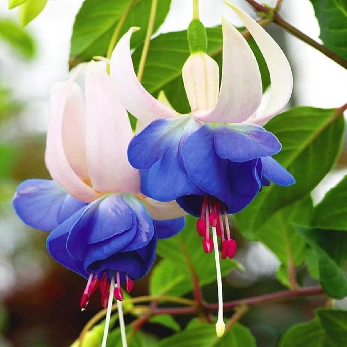 Blue White Double Fuchsia Flower Seeds for Planting Heirloom, Non-GMO, High Germination Blooms