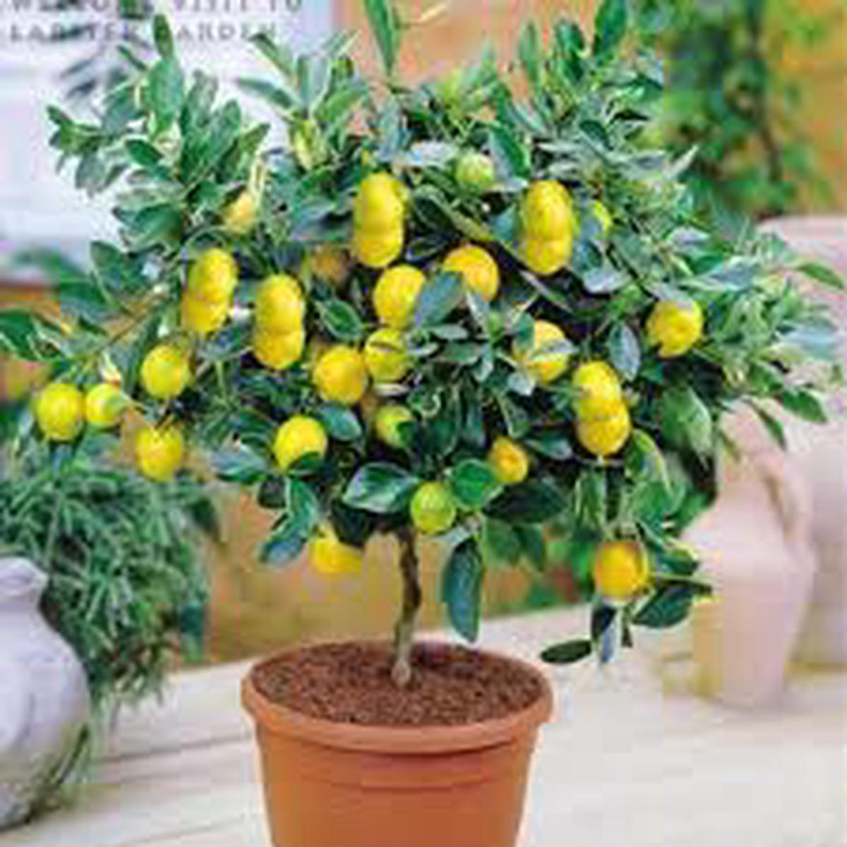 Bonsai Lemon fruit seeds for planting - Heirloom & Non-GMO Garden seeds