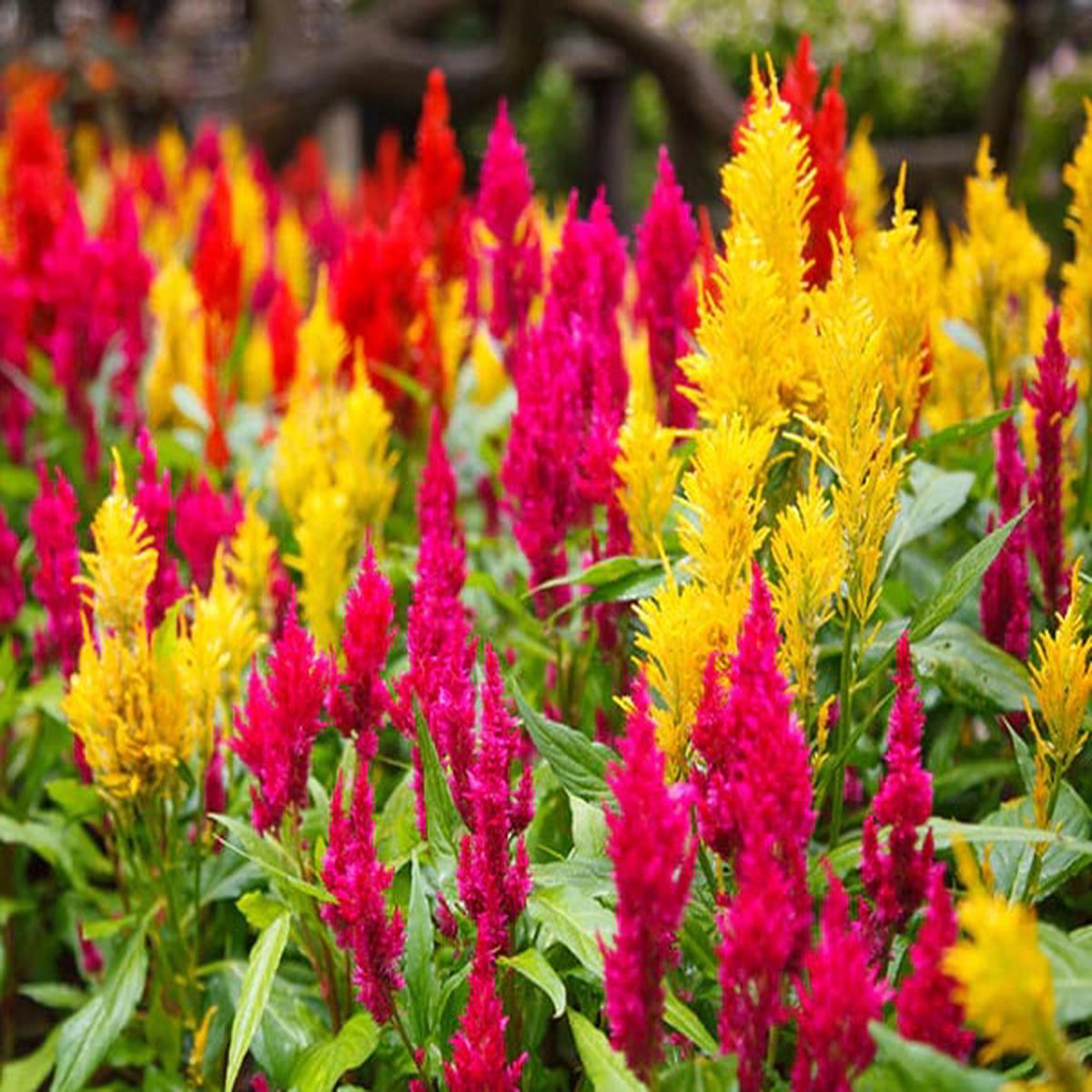 Celosia Flower Seeds for Planting Heirloom, Non-GMO, High Germination Garden Seeds