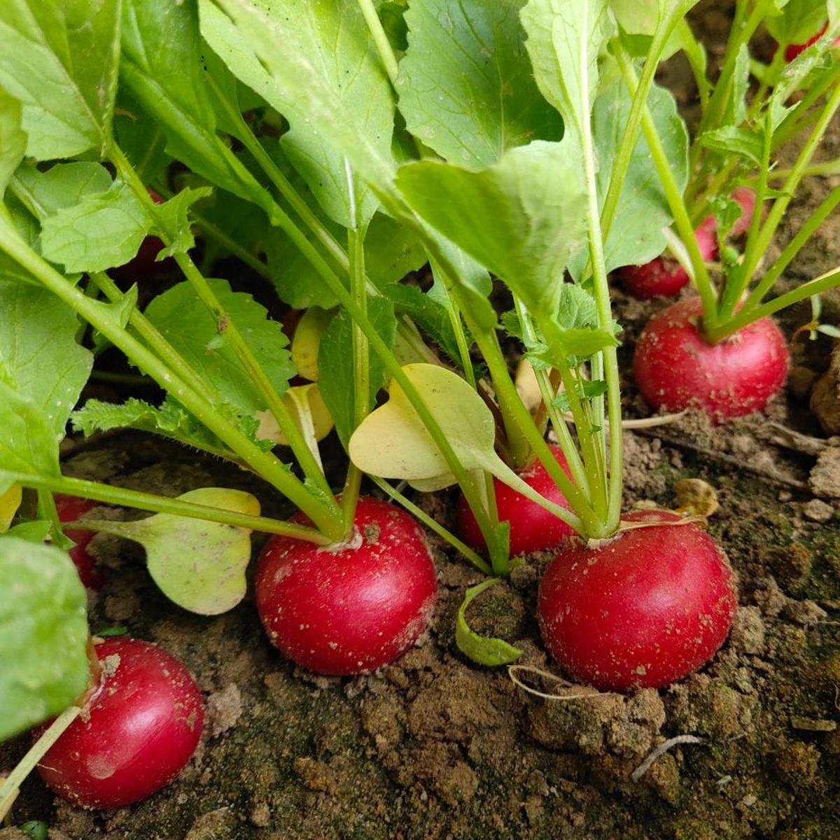 Confetti Mix Cherry Radish Seeds Heirloom Non-GMO Organic Colorful Root Vegetable Seeds for Planting, High Germination