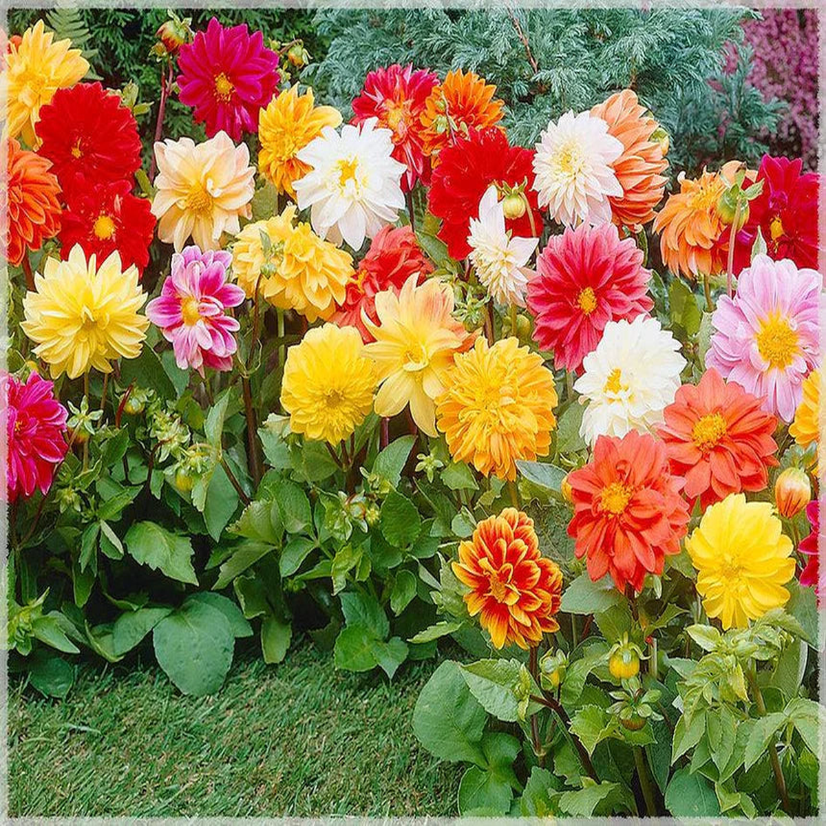 Giant Flower Seeds for Planting Heirloom, Non-GMO, High Germination Garden Seeds