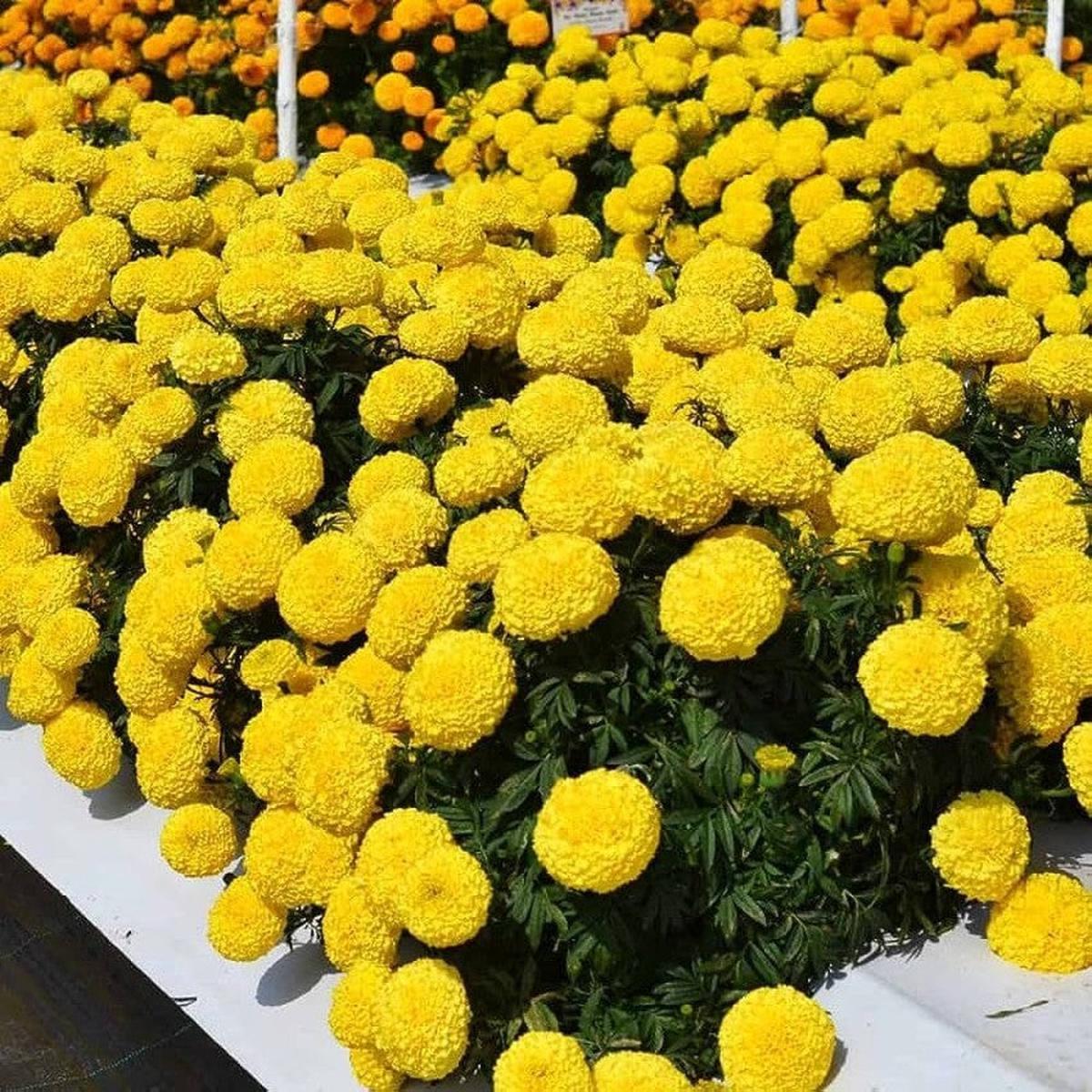 Goldmelisse Flower Seeds for Planting  Heirloom, Non-GMO, Organic Garden Seeds, High Germination