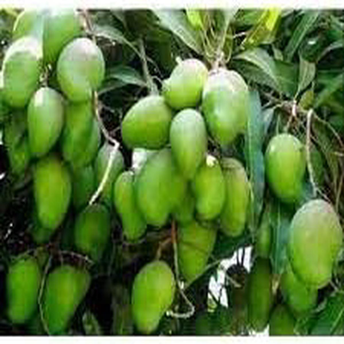 Mango fruit seeds for planting Heirloom & Non-GMO tropical garden seeds