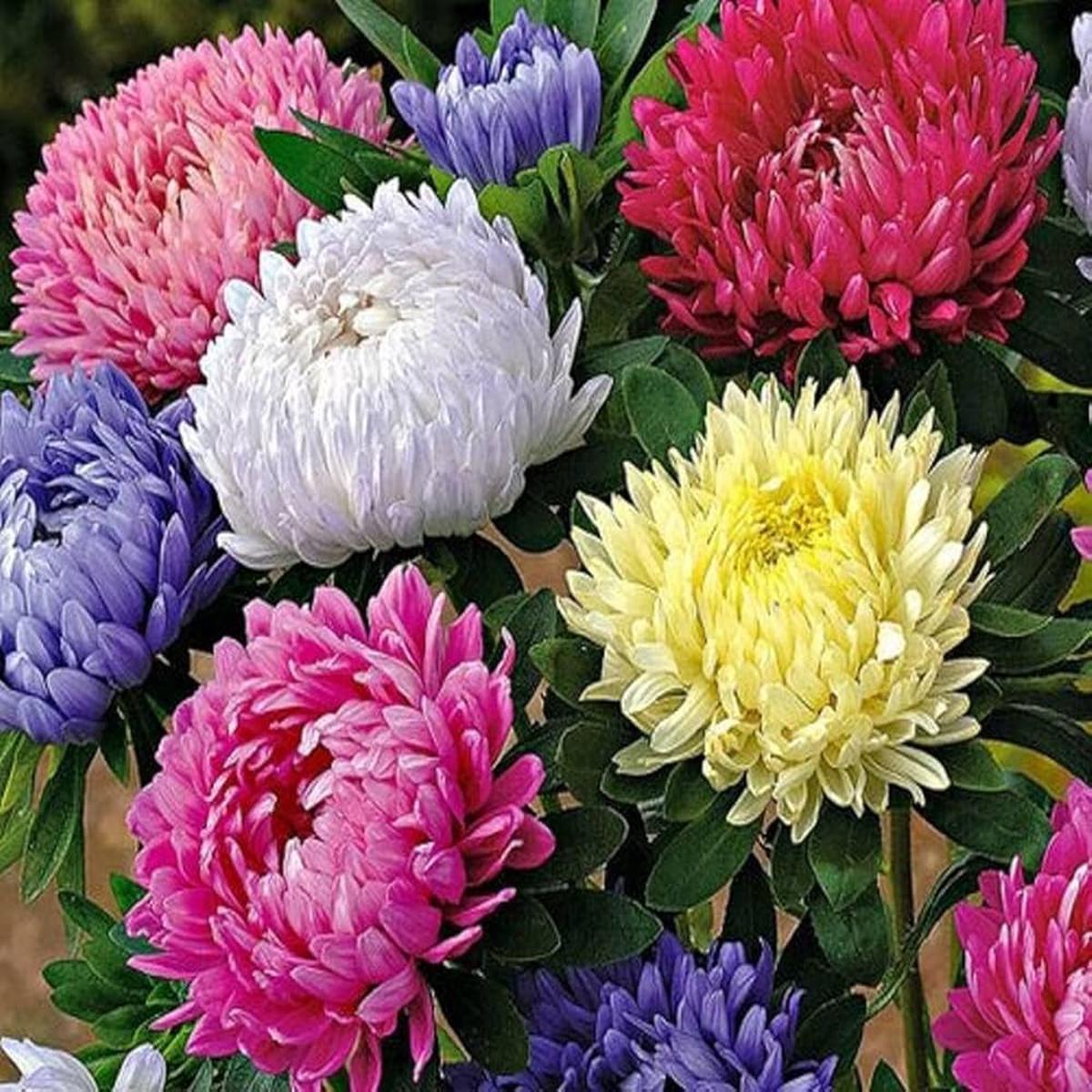 Multi-Colour China Aster Flower Seeds for Planting Heirloom, Non-GMO, High Germination Organic Garden Seeds