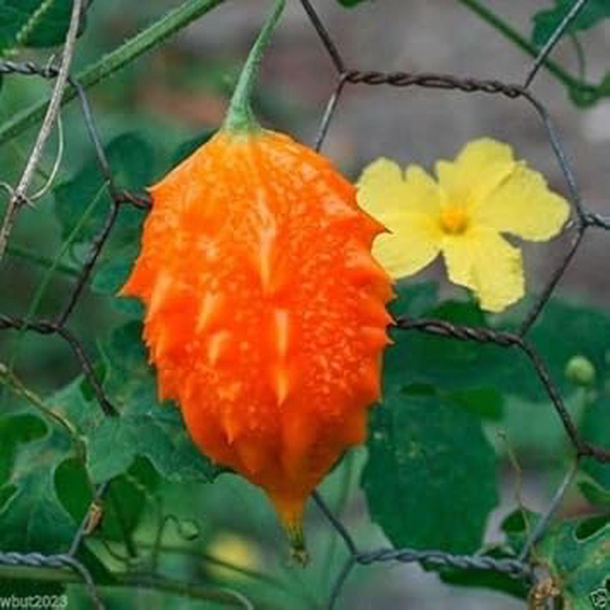 Orange Bitter Melon Vegetable Seeds for Planting Heirloom & Non-GMO Garden Seeds