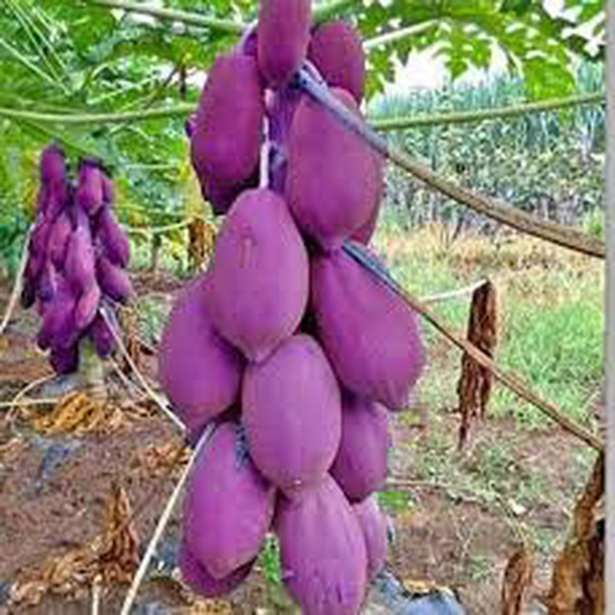 Purple Papaya fruit seeds for planting - Heirloom & Non-GMO Garden seeds