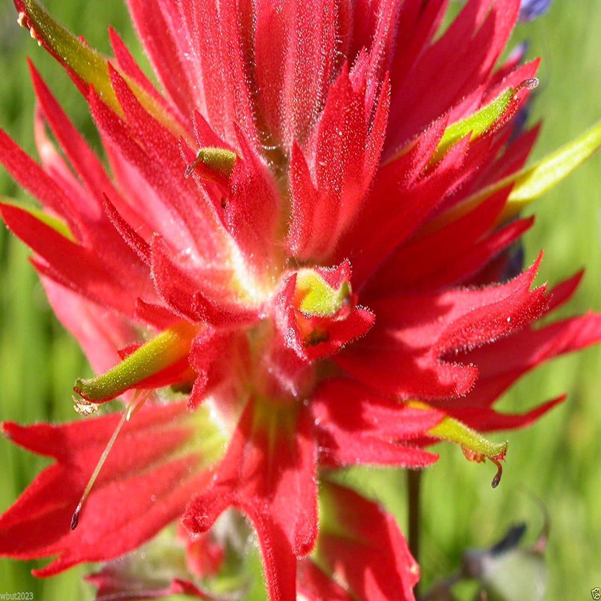 Red Castilleja Flower Seeds for Planting Hardy, Vibrant Wildflower Blooms