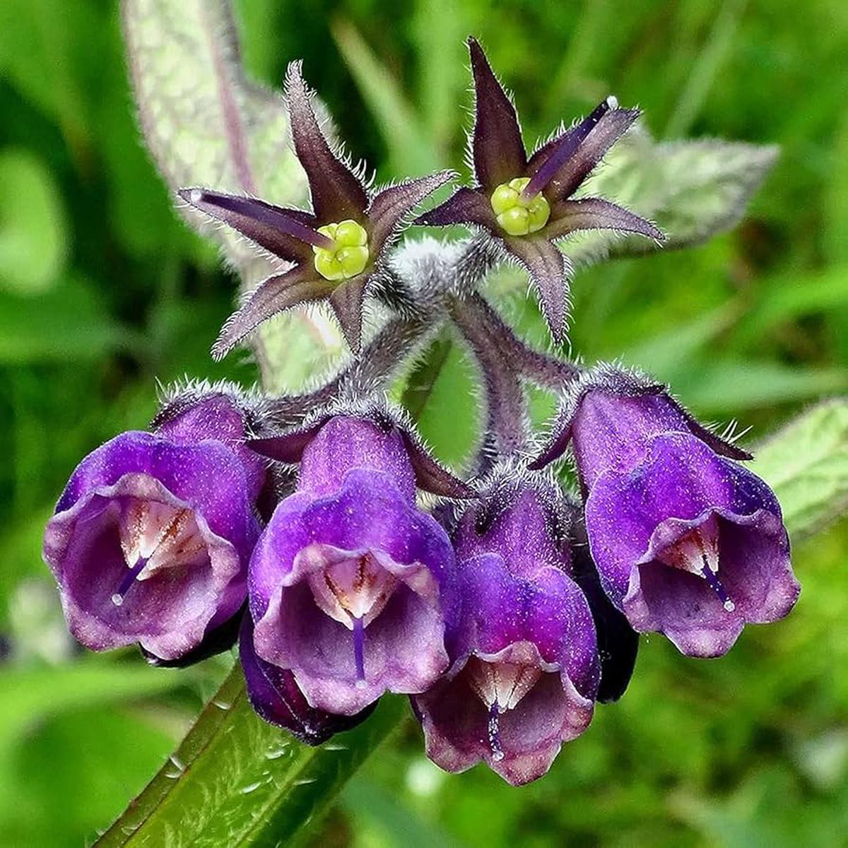 Symphytum Flower Seeds for Planting Heirloom, Non-GMO, High Germination Garden Seeds