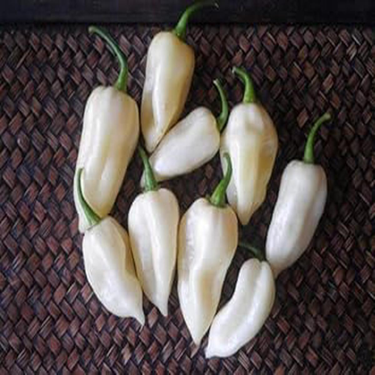 White Pepper Tree Seeds for Planting Heirloom & Non-GMO Seeds for Exotic Home Spice Gardens