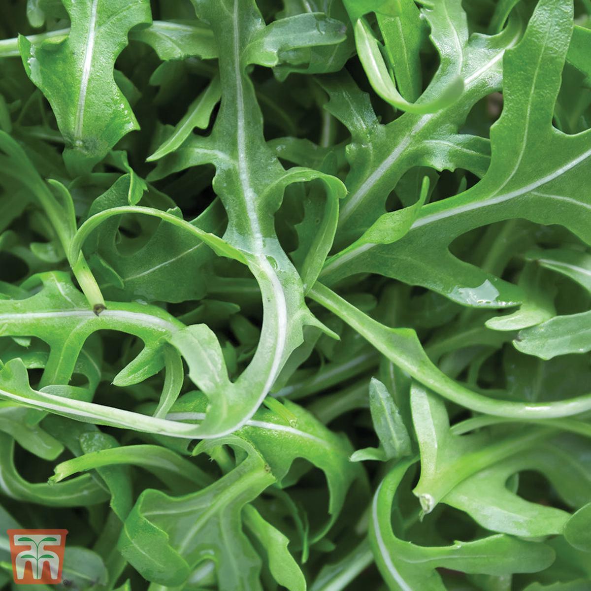 Wild Rocket Selvatica Herb Seeds Heirloom, Non-GMO Seeds for Reliable Garden Yield Planting