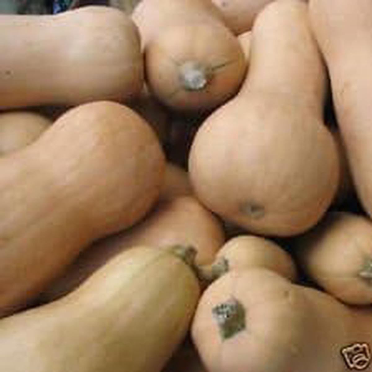 Yellow Butternut Seeds for Planting  Heirloom, Non-GMO, High Germination, Organic Garden Seeds for Sweet Squash