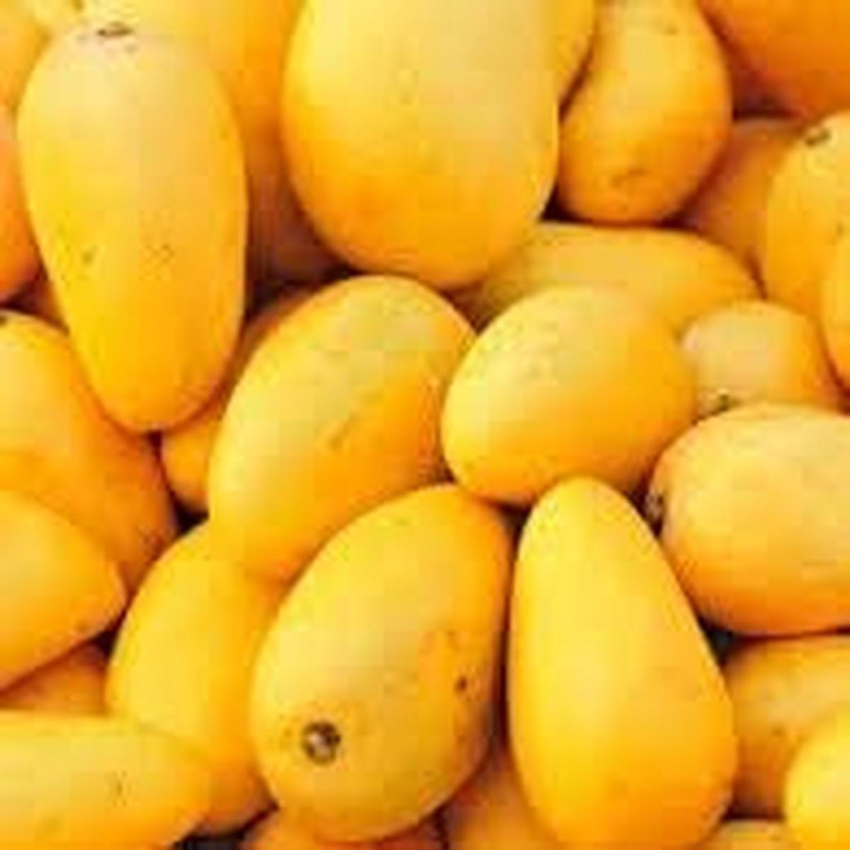 Yellow Mango fruit seeds for planting - Heirloom & Non-GMO garden seeds, tropical sweet flavor variety