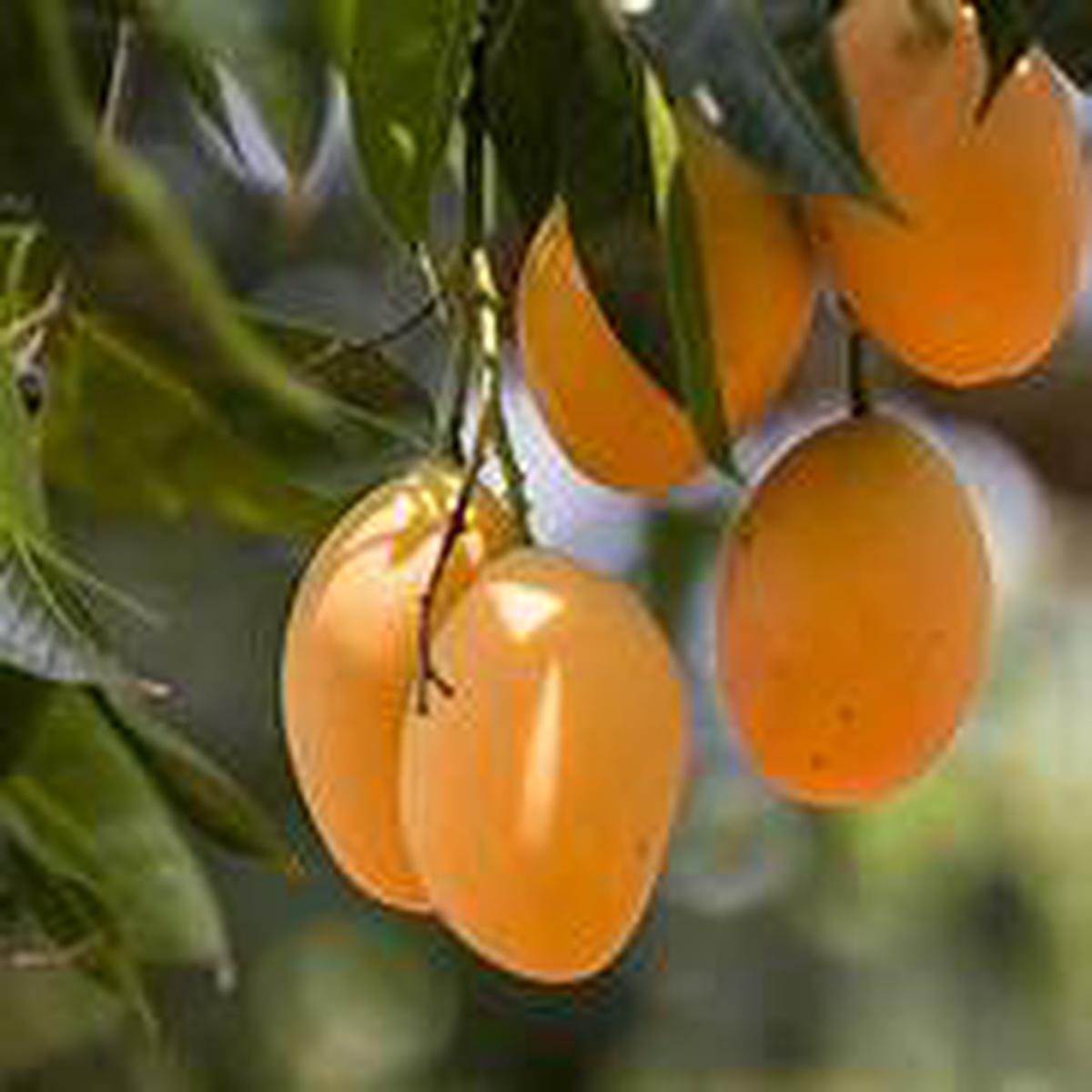 Yellow Mango Fruit seeds for planting Heirloom & Non-GMO Garden seeds