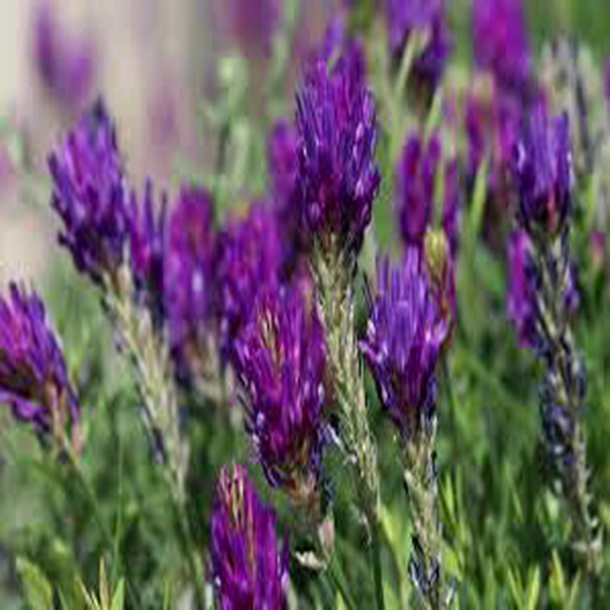 Astragalus Lavender Flower Seeds for Planting Garden Favorite, Heirloom & Non-GMO