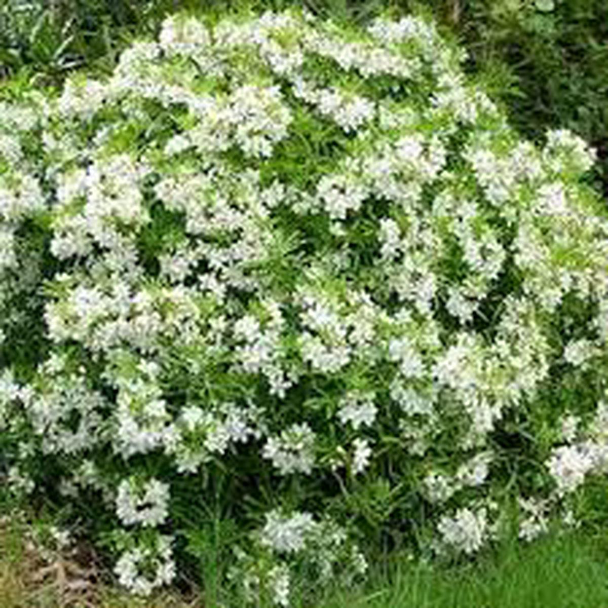 Aztec Pearl Flower Seeds for Planting Pollinator Friendly Heirloom Non-GMO High Germination Garden Seeds
