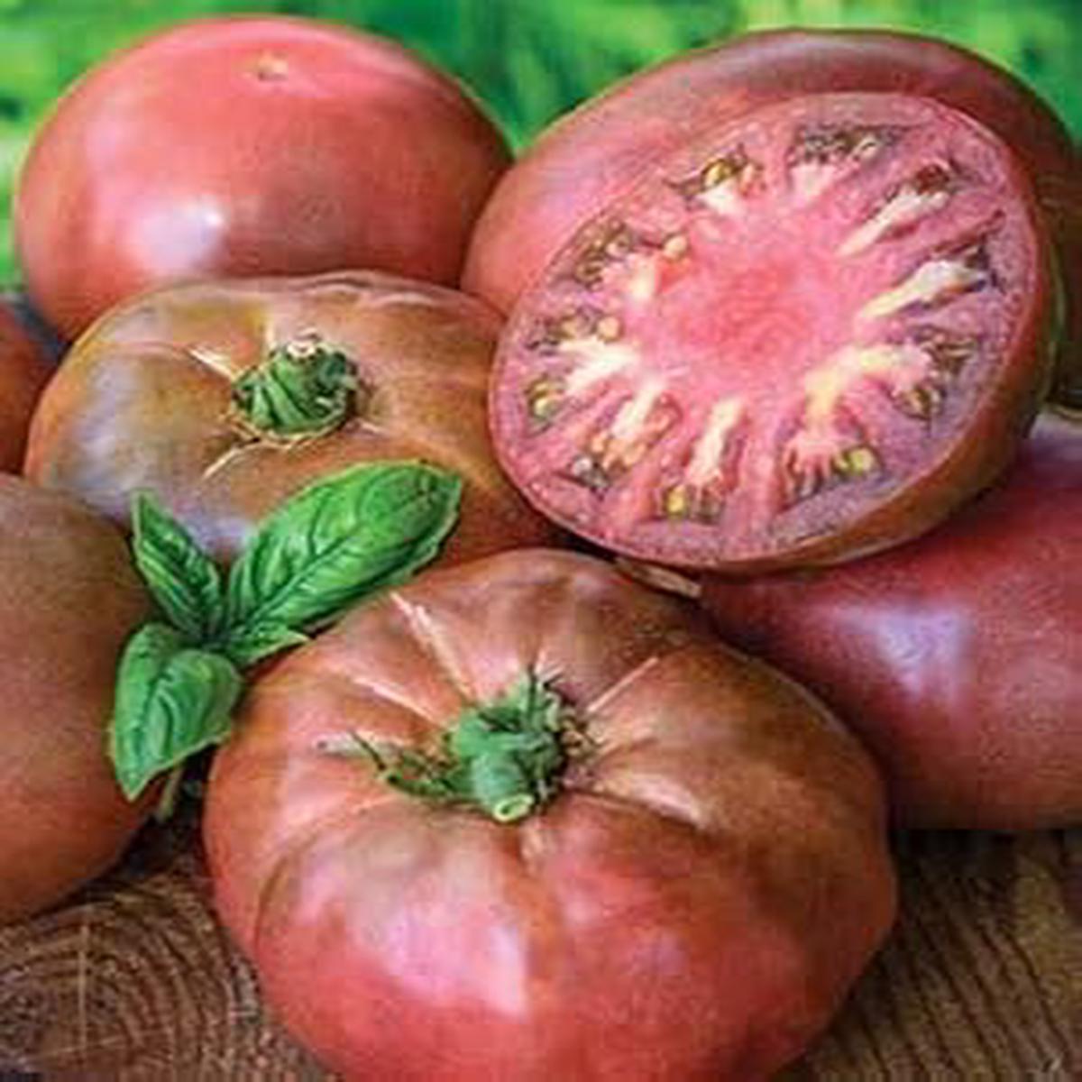 Big Tomato Seeds for Planting Maroon Heirloom, Non-GMO, High Germination Organic Garden Seeds for Rich Flavor & Heavy Yields