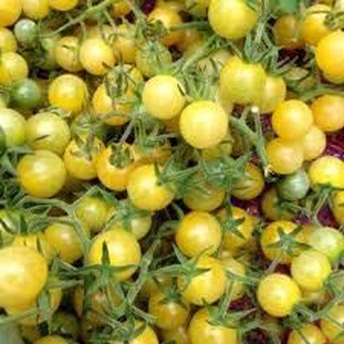 Big Tomato Vegetable Seeds for Planting Light Yellow Heirloom Non-GMO, Large Tasty Organic Garden Seeds .