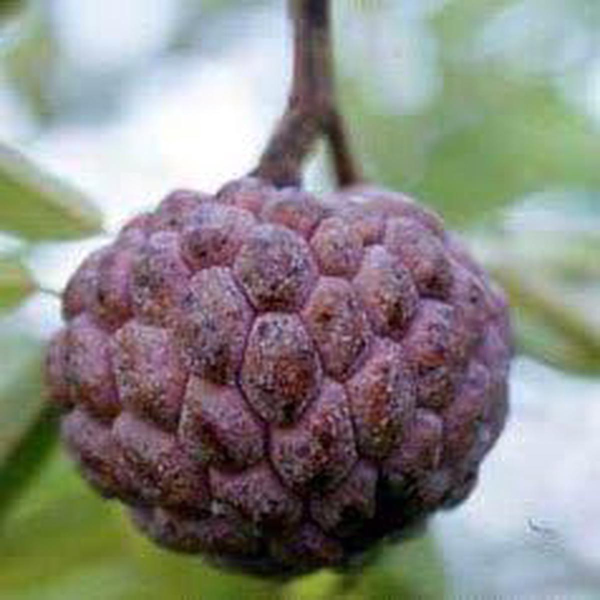 Burgundy Sugar-Apple tree seeds for planting  Heirloom & Non-GMO tropical garden seeds