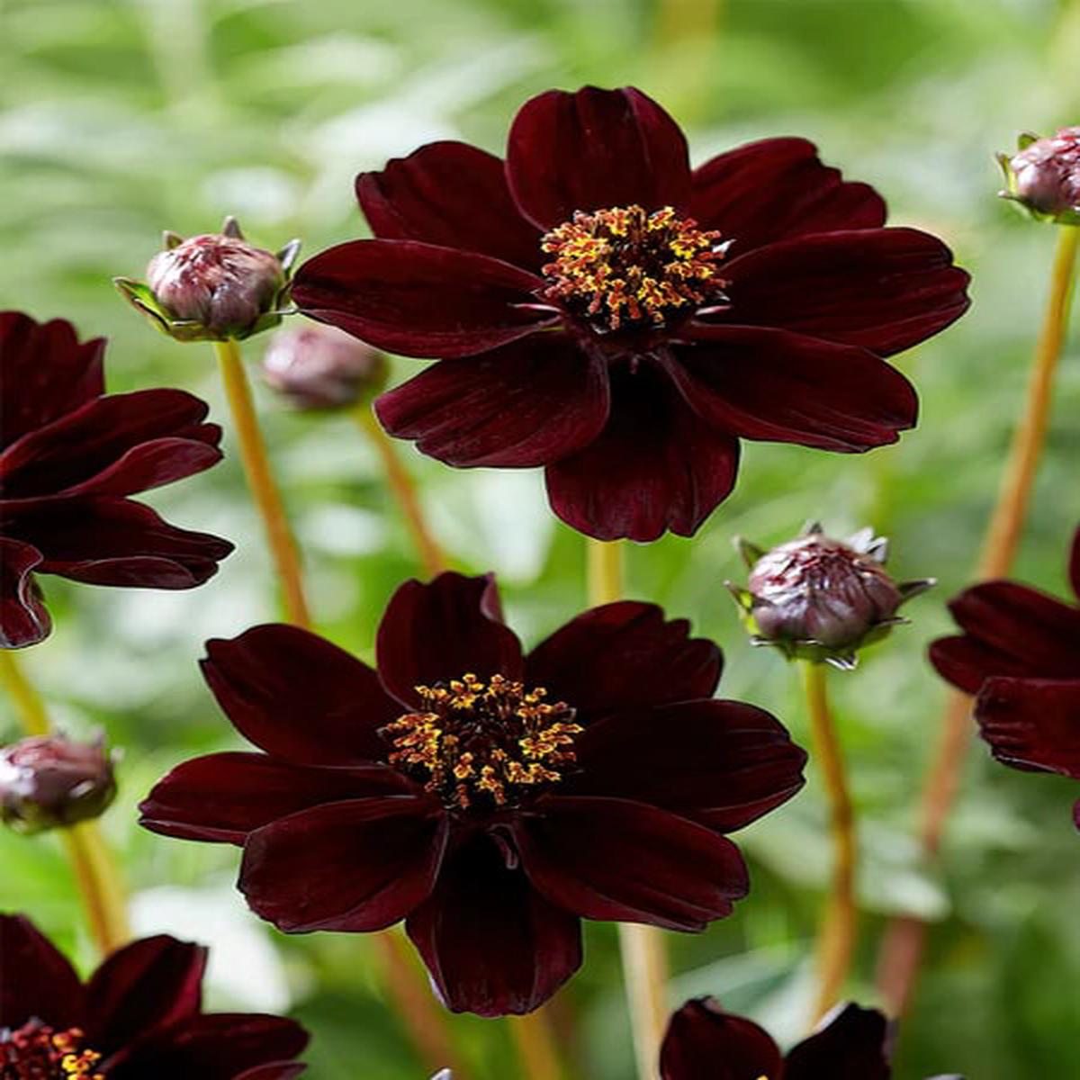 Chocolate Succulent Flower Seeds for Planting Heirloom, Non-GMO, High Germination Border Variety