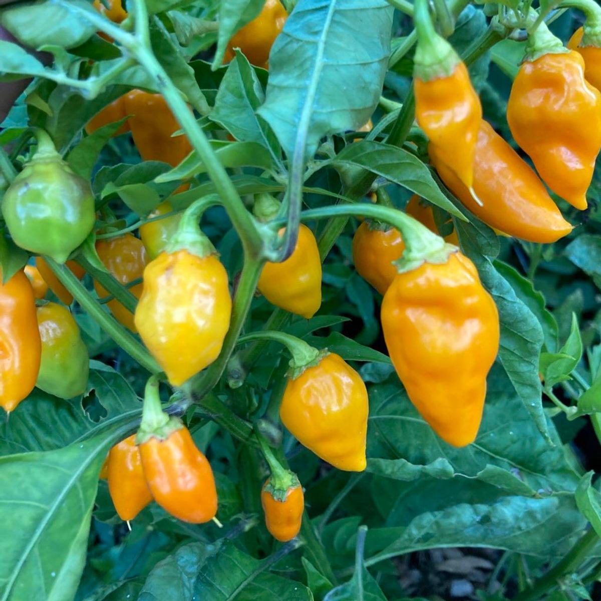 Datil Pepper Seeds Heirloom Non-GMO Sweet and Spicy Chili Vegetable Seeds for Planting