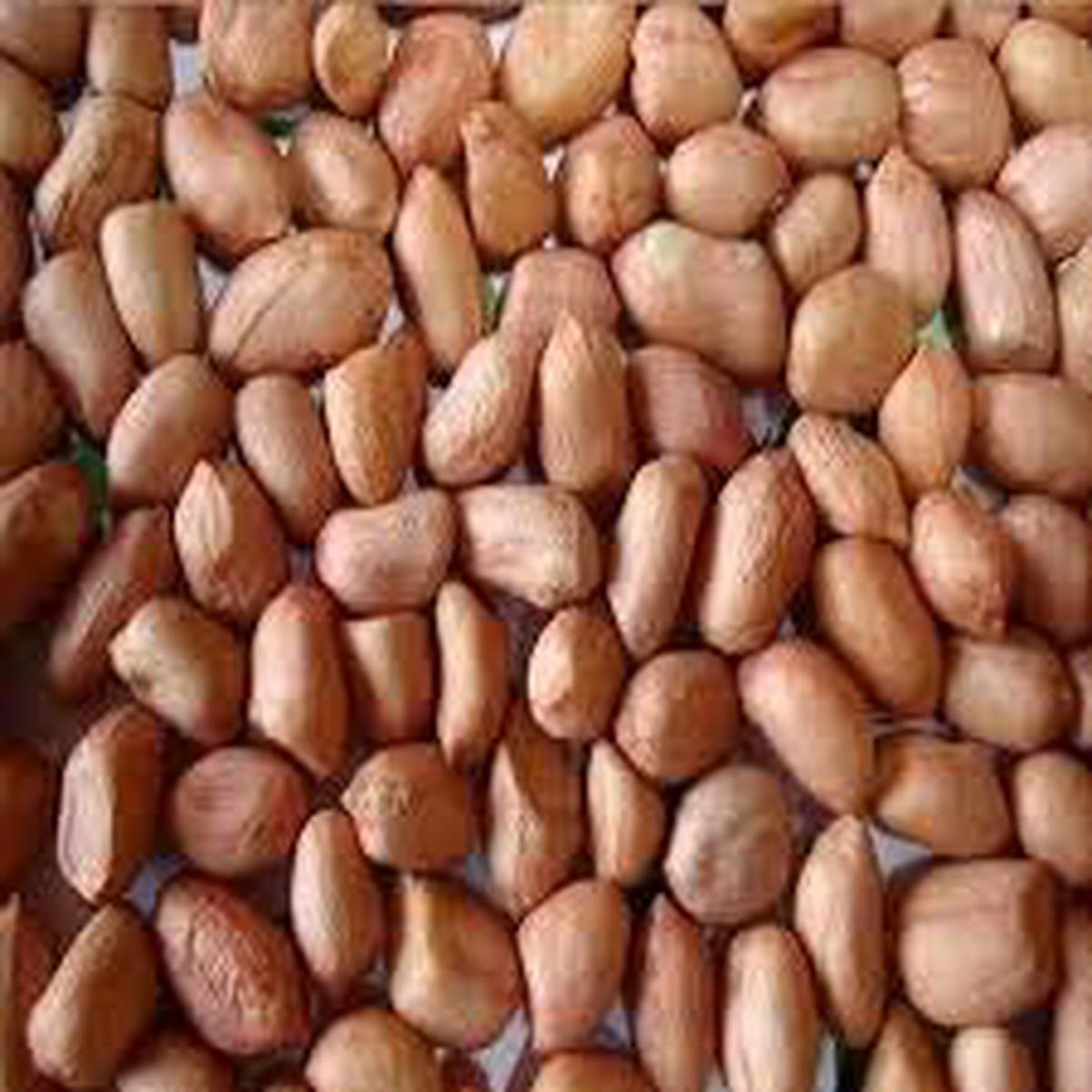 Dichondra Peanut Plant Seeds for Planting Heirloom Non-GMO Early Spanish Peanut Seeds