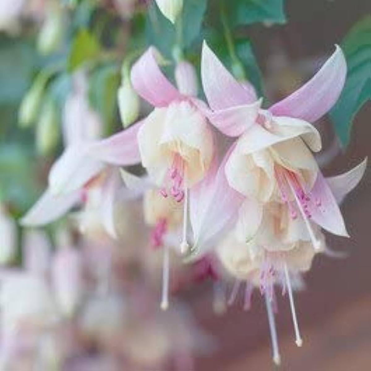 Fuchsia Flower Seeds for Planting | Red Blooms, Heirloom & Non-GMO Cottage Garden Essential