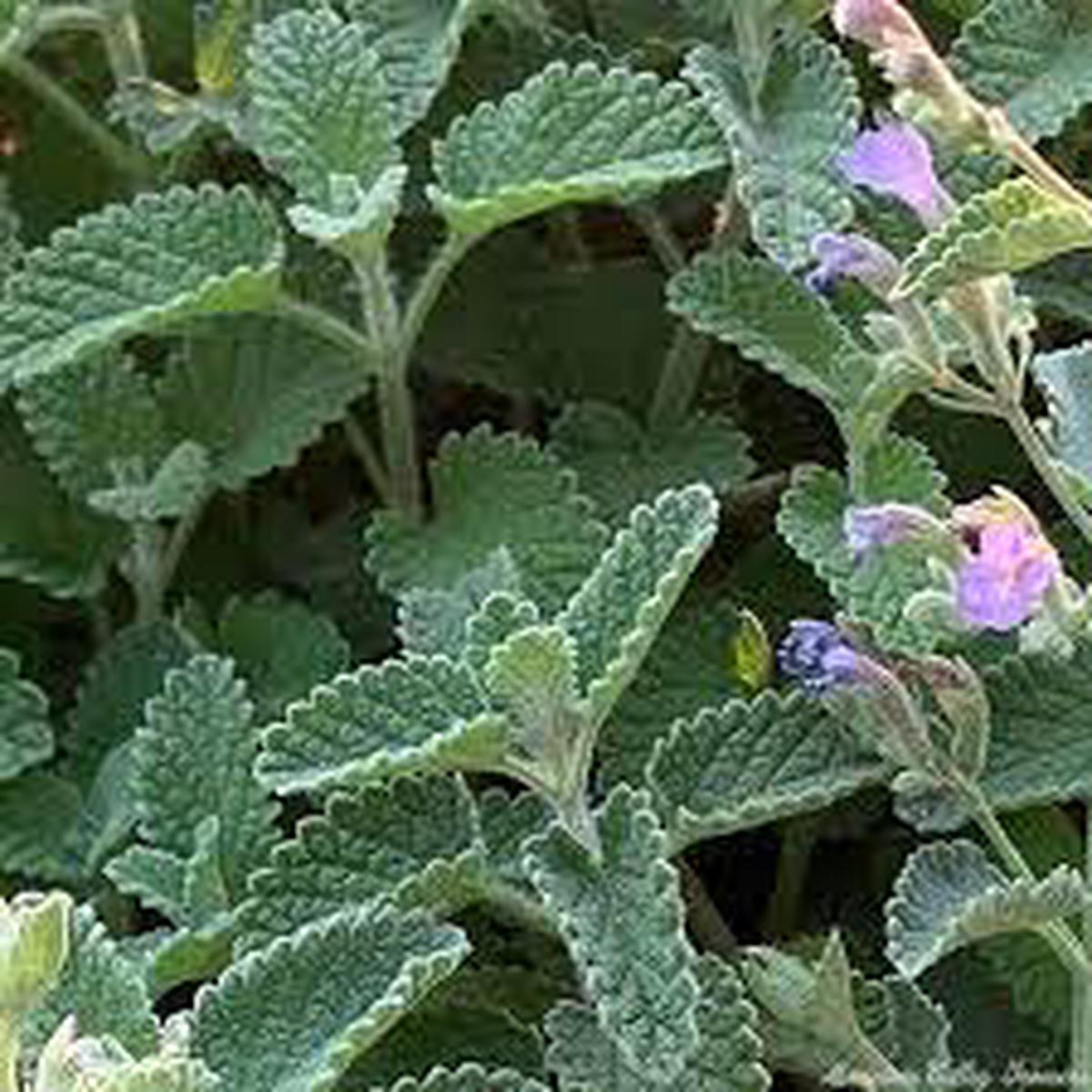Green Cat Mint Herb Seeds for Planting  Heirloom, Non-GMO, Organic Garden Seeds with High Germination