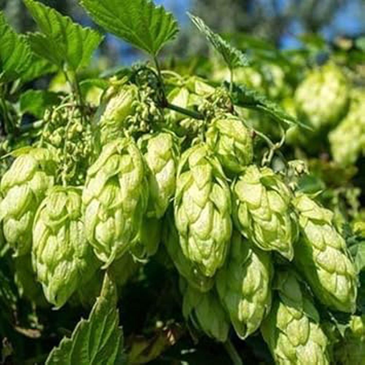 Green Hops Flower Seeds for Planting Heirloom & Non-GMO Garden Seeds