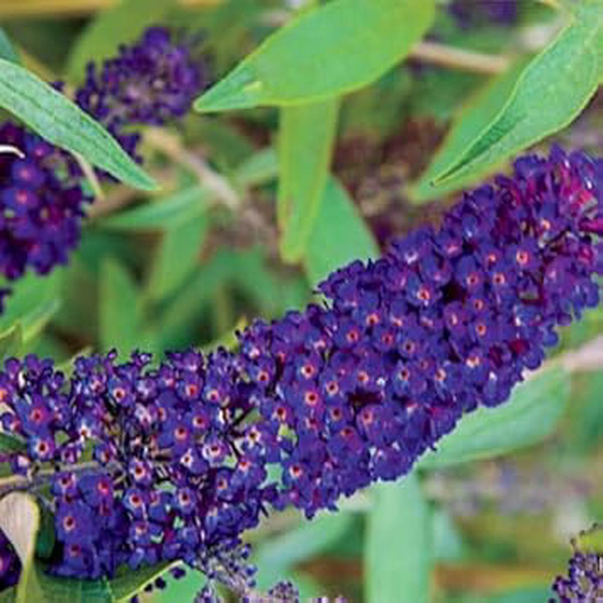 Heirloom Butterfly Bush Flower Seeds Non-GMO, High Germination Organic Garden Seeds