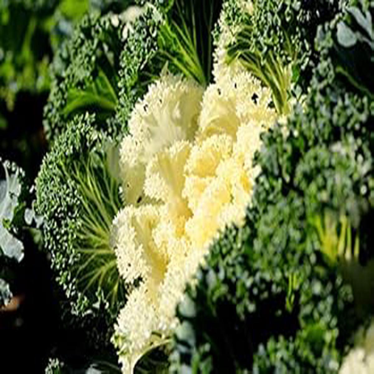 Kale Seeds for Planting White Heirloom, Non-GMO, Nutritious & Elegant Organic Garden Seeds