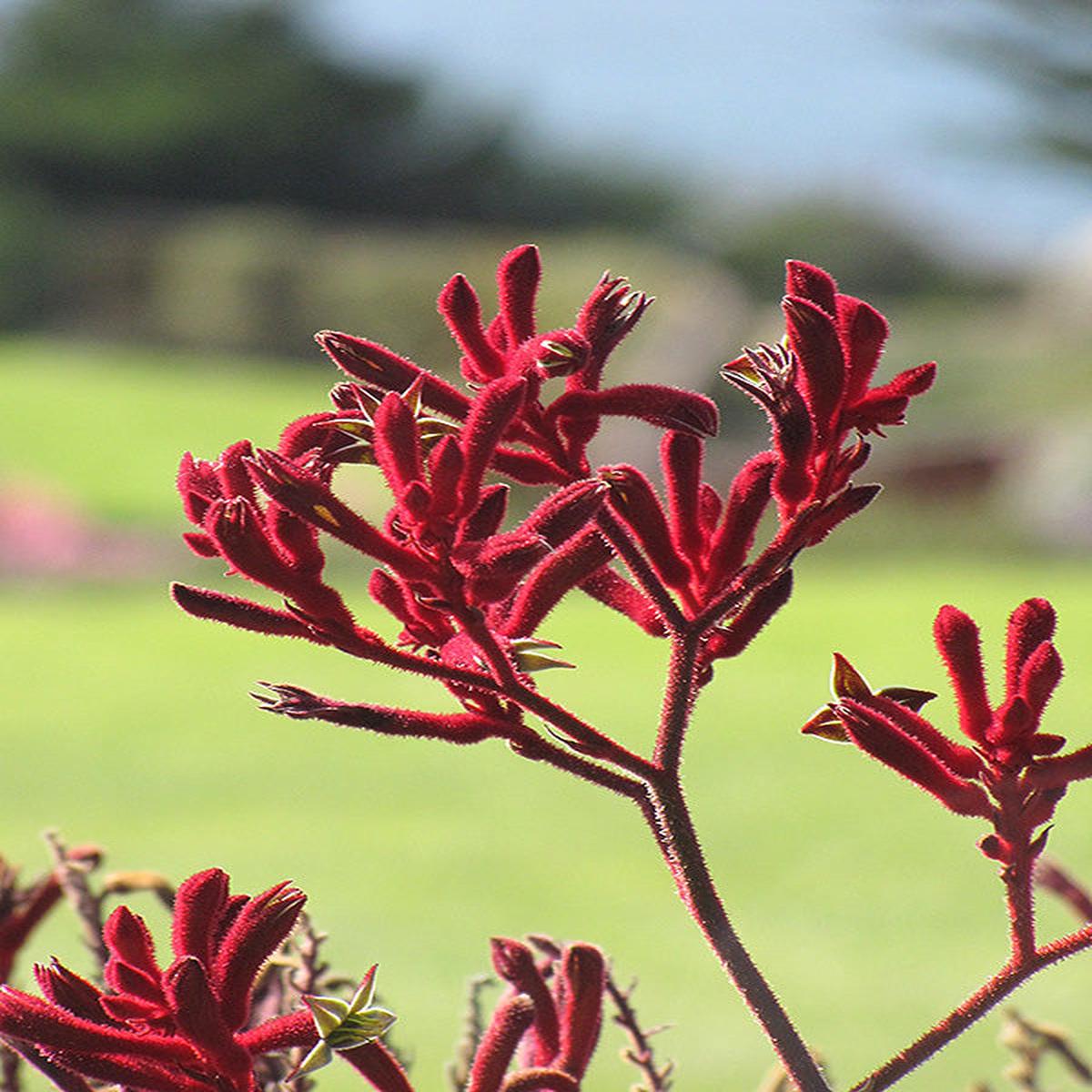 Kangaroo Paw Flower Seeds for Planting Heirloom, Non-GMO, Long Bloom, High Germination